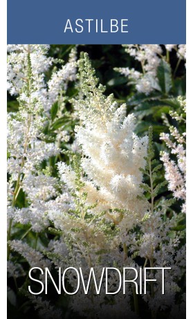 Astilbe Snowdrift
