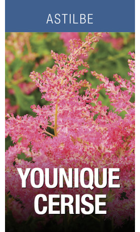 Astilbe Younique Cerise