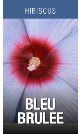HIB Summer Spice Bleu Brûlée