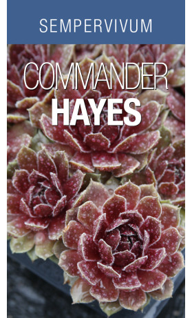 Sempervivum Commander Hay