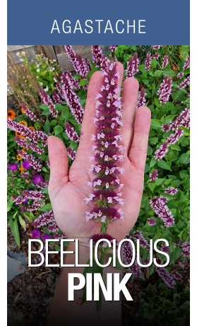Agastache Beelicious Pink