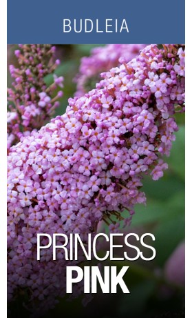 Buddleia Princess Pink