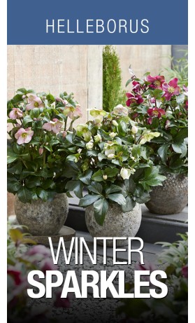 Helleborus Winter Sparkle series