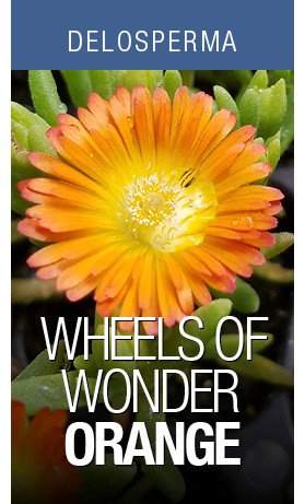 DEL Wheels of Wonder Orange