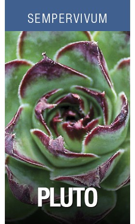 Sempervivum Pluto