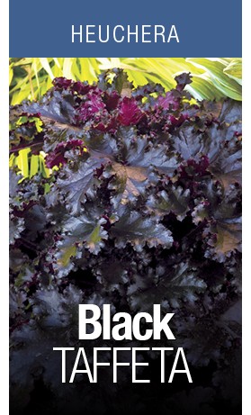 Heuchera Black Taffeta