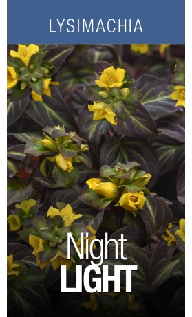 LYS Night Light