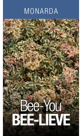Monarda Bee-You Bee-Lieve