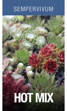 Sempervivum Hot Mix