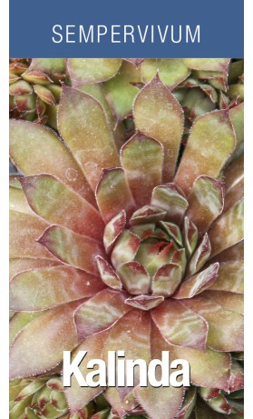 Sempervivum Kalinda