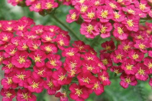 Achillea Pomegranate 21
