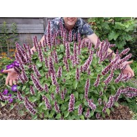Agastache Beelicious Pink 72