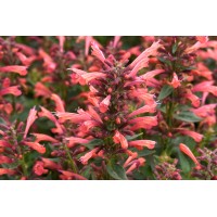 Agastache Summerlong Coral 21 Agastache Summerlong Coral 21