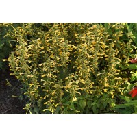 Agastache Summerlong Lemon 72