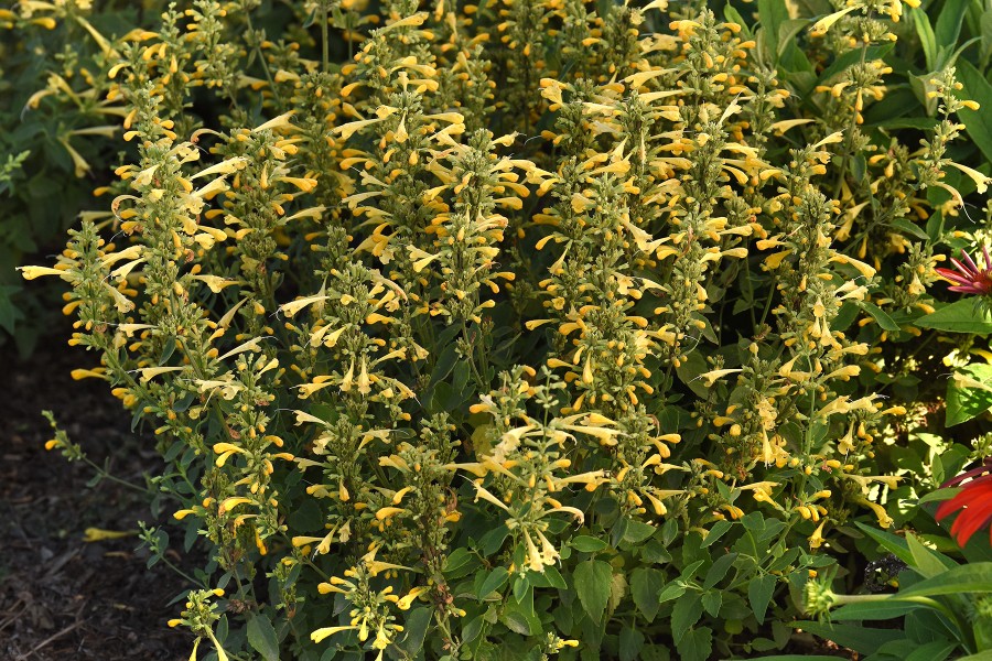 Agastache Summerlong Lemon 72 Agastache Summerlong Lemon 72