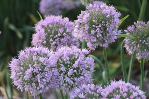 Allium Bubble Bath 21