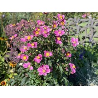 Anemone Dawn Breaker 21