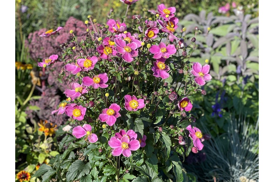 Anemone Dawn Breaker 50