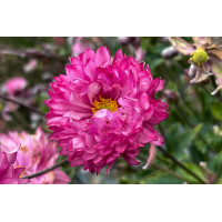 Anemone Puff Pink 21 Anemone Puff Pink 21