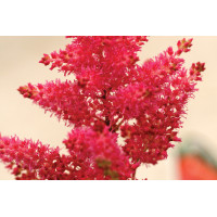 Astilbe Fanal 21