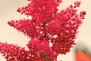 Astilbe Fanal 21