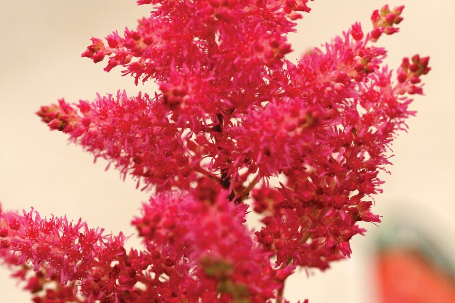 Astilbe Fanal 50