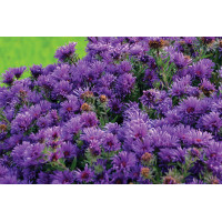 Aster Grape Crush 21