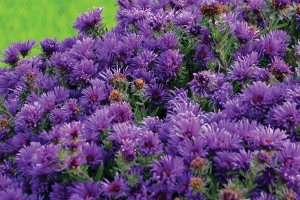 Aster Grape Crush 72