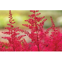 Astilbe Montgomery 21