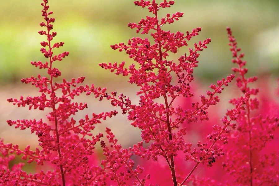 Astilbe Montgomery 50