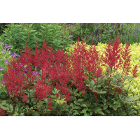 Astilbe Red Sentinel 21 Astilbe Red Sentinel 21
