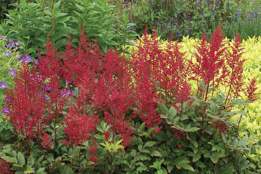 Astilbe Red Sentinel 50 Astilbe Red Sentinel 50