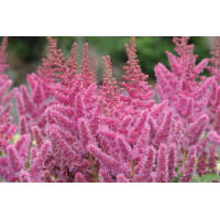 Astilbe Vision in Pink 21