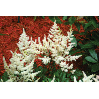 Astilbe Vision in White 21