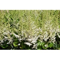 Astilbe Vision in White Delight 21
