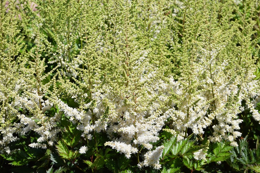 Astilbe Vision in White Delight 21 Astilbe Vision in White Delight 21