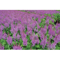Astilbe Visions 50