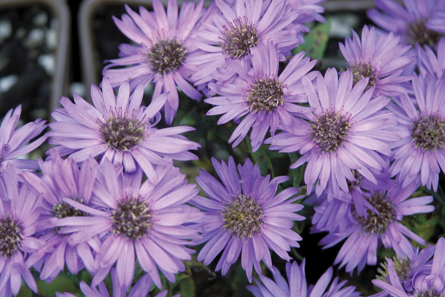 Aster Wood’s Purple 72