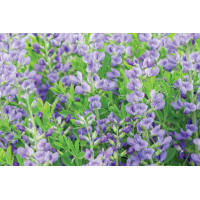 Baptisia australis 21