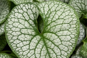 Brunnera Frost King 21 Brunnera Frost King 21