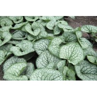 Brunnera Sea Heart 50 Brunnera Sea Heart 50