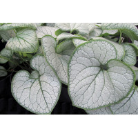 Brunnera Silver Heart 50 Brunnera Silver Heart 50