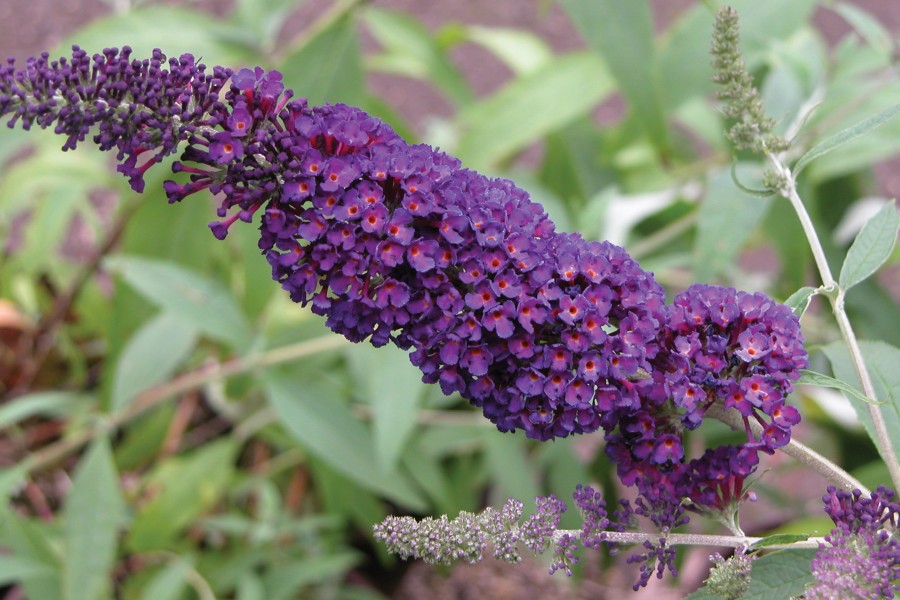 Buddleia Black Knight 72
