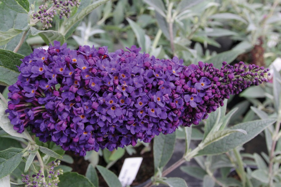 Buddleia Buzz Midnight 72