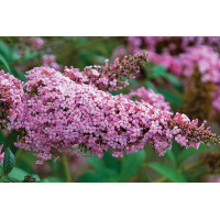 Buddleia Princess Pink 50