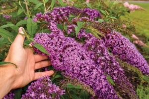Buddleia Violet Cascade 21