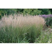 Calamagrostis Karl Foerster 21