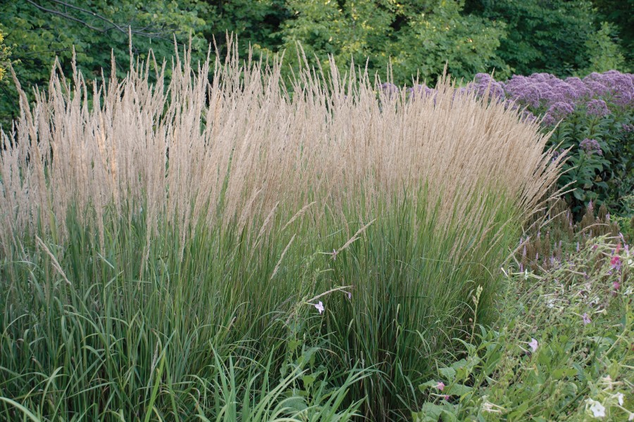 Calamagrostis Karl Foerster 50