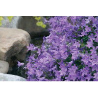 Campanula Blue Waterfall 72
