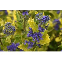 Caryopteris Gold Crest 72